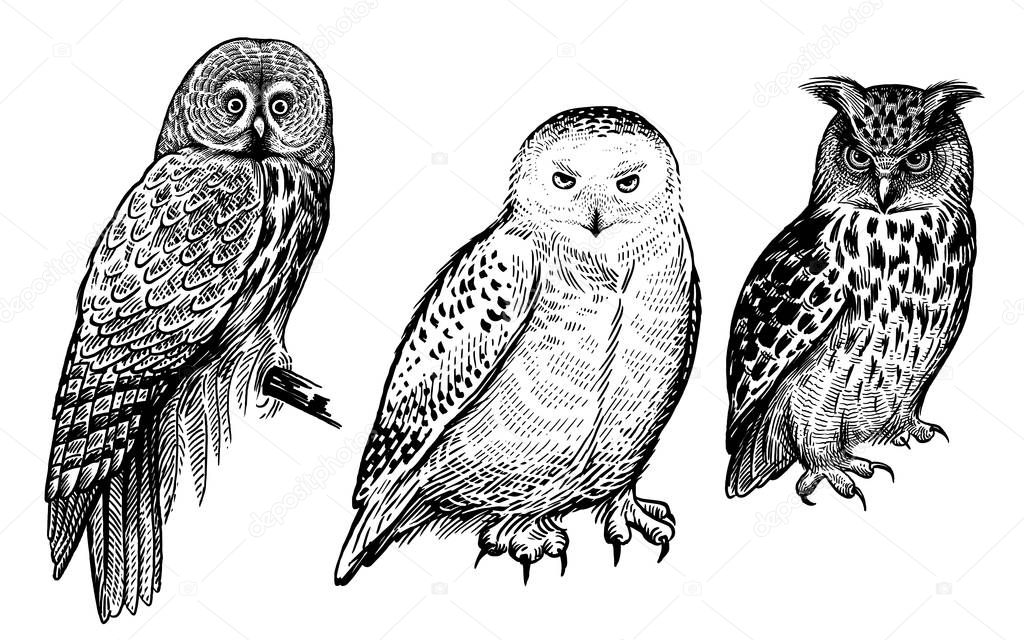 Forest birds. Realistic drawing of owls isolated on white backgr