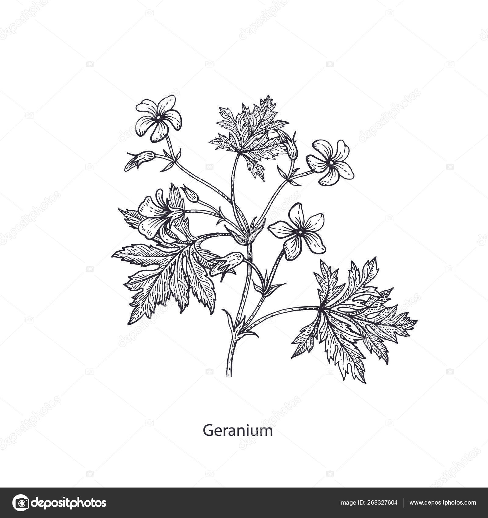 Dibujo de la flor de geranio imágenes de stock de arte vectorial | Depositphotos Dibujo de la flor de geranio imágenes de stock de arte vectorial | Depositphotos
