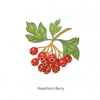 Tıbbi bitki Hawthorn Berry.