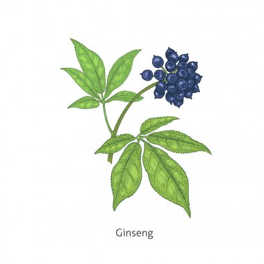 Tıbbi bitki Siberian ginseng.