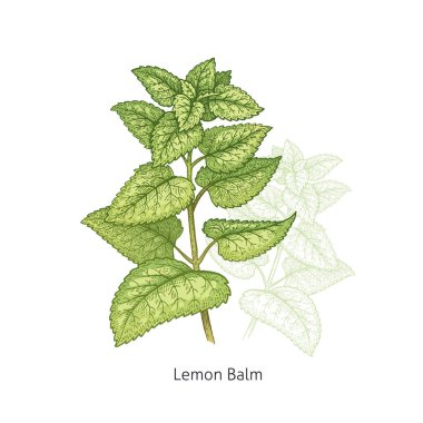 Tıbbi bitki Limon Balsam.
