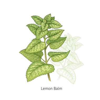 Medical plant Lemon Balm. clipart