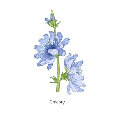Tıbbi bitki Chicory.