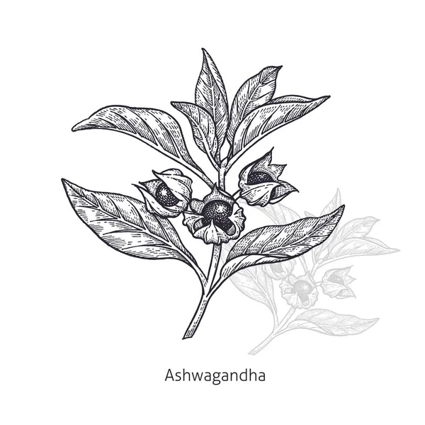 Planta médica Ashwagandha . — Vetor de Stock