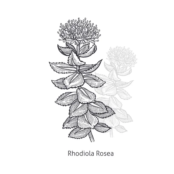 Tıbbi bitki Rhodiola Rosea. — Stok Vektör