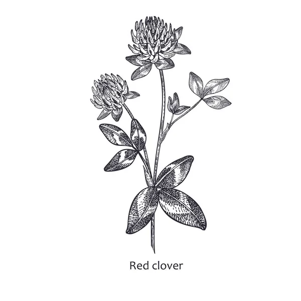Ιατρικό φυτό κόκκινο τριφύλλι. — Διανυσματικό Αρχείο