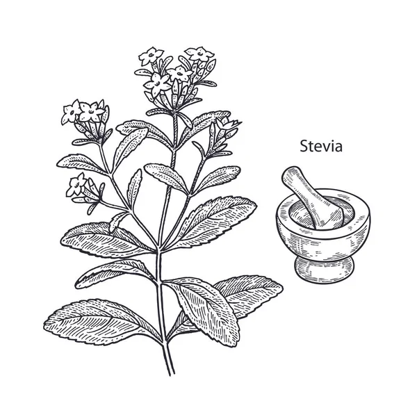 Stevia pianta medica . — Vettoriale Stock