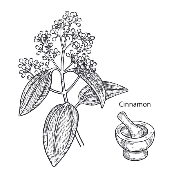 Canela de planta médica . —  Vetores de Stock