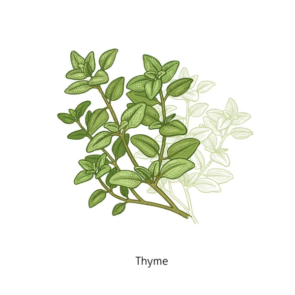 Medical plant Thyme. — Stock Vector