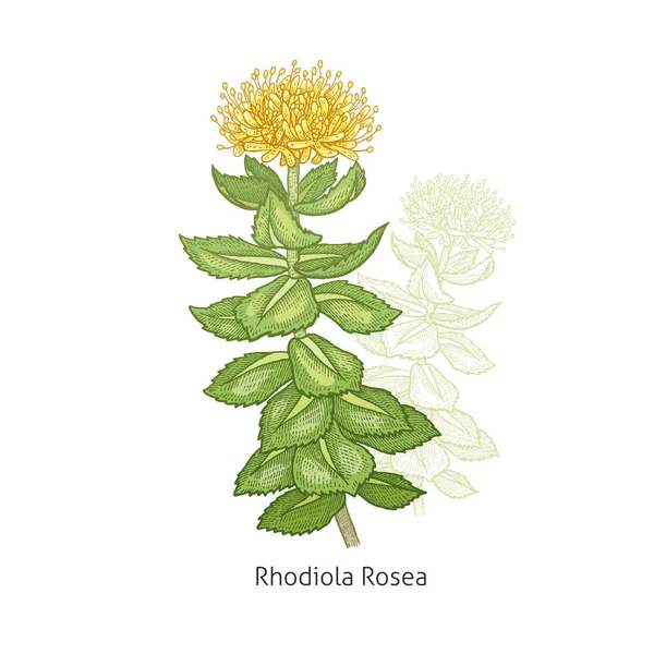 Heilpflanze Rhodiola rosea. — Stockvektor