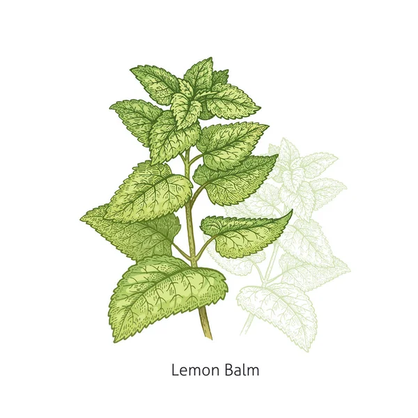 Planta médica Bálsamo de limão . — Vetor de Stock