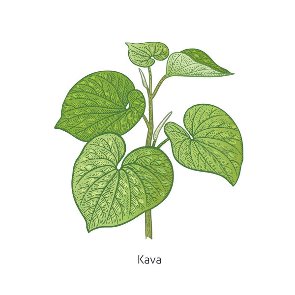 Medical plant Kava.