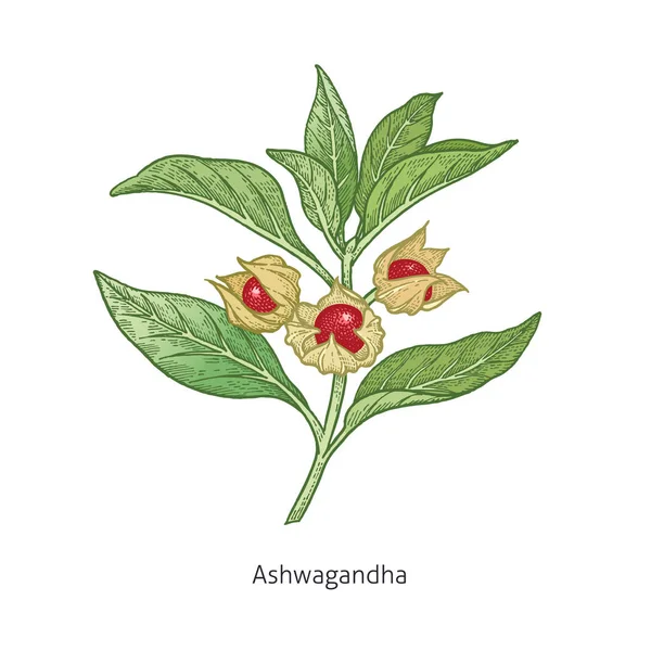 Plante médicale Ashwagandha . — Image vectorielle