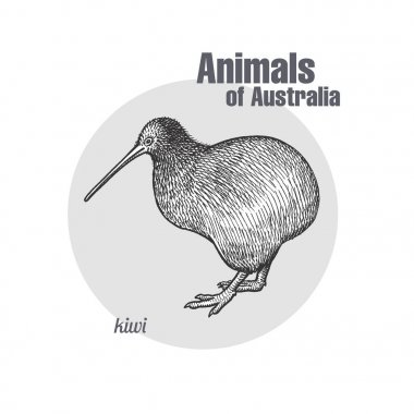 Kivi kuş beyaz arka plan üzerinde izole.