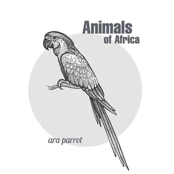 Ara Parrot Bird. — Stock vektor