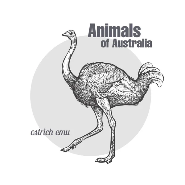 Struts EMU fågel. — Stock vektor
