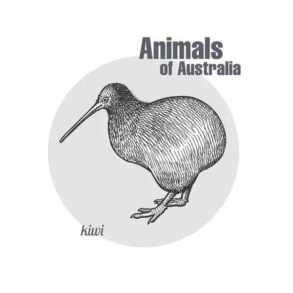 Kiwi pássaro isolado no fundo branco . — Vetor de Stock