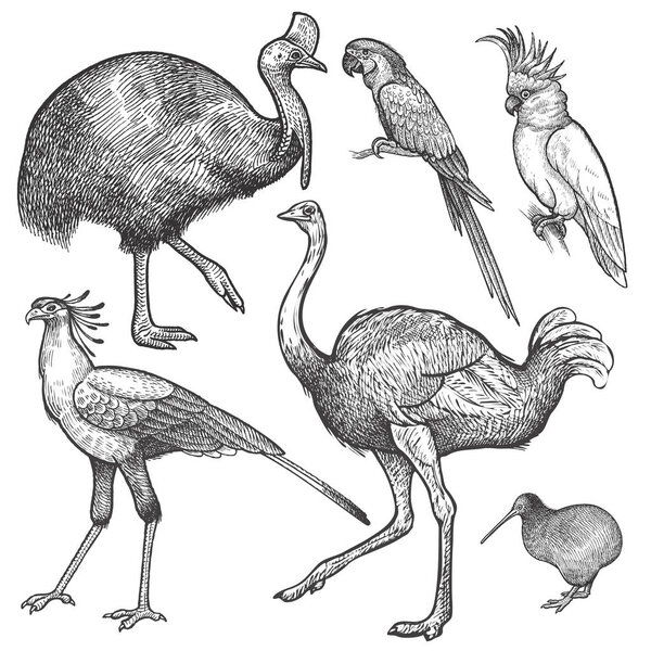 Птицы, изолированные на белом фоне
.