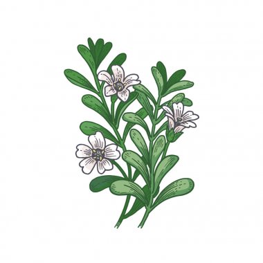 Tıbbi bitki Brahmi. Renk çizimi.