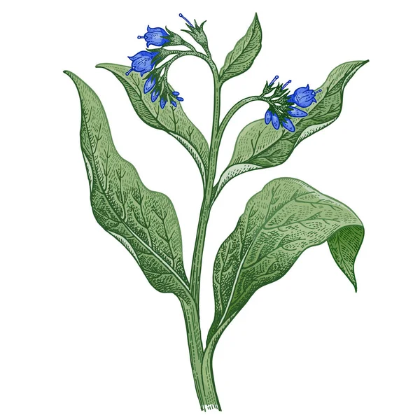 Plante médicale Comfrey. Croquis couleur . — Image vectorielle