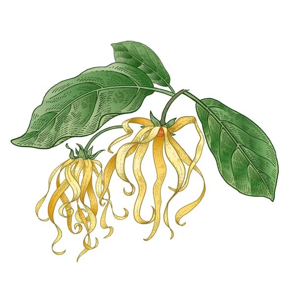 Egészségügyi üzem ylang-ylang. Színes vázlat. — Stock Vector