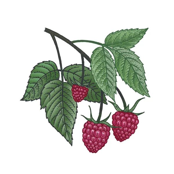 Medical plant. Raspberries. Color sketch. — Stock Vector