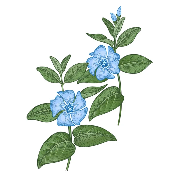 Planta medicinal periwinkle. Esbozo de color . — Archivo Imágenes Vectoriales