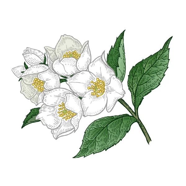 Medische plant jasmijn. Kleur vector illustratie. — Stockvector
