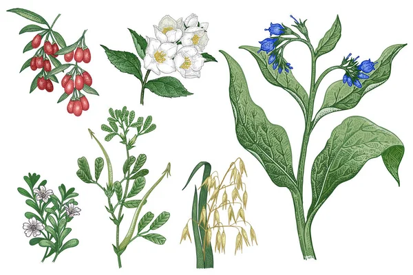 Imedical bitkiler kümesi. Yulaf, Goji, Comfrey, Çemen, Brahmi, — Stok Vektör