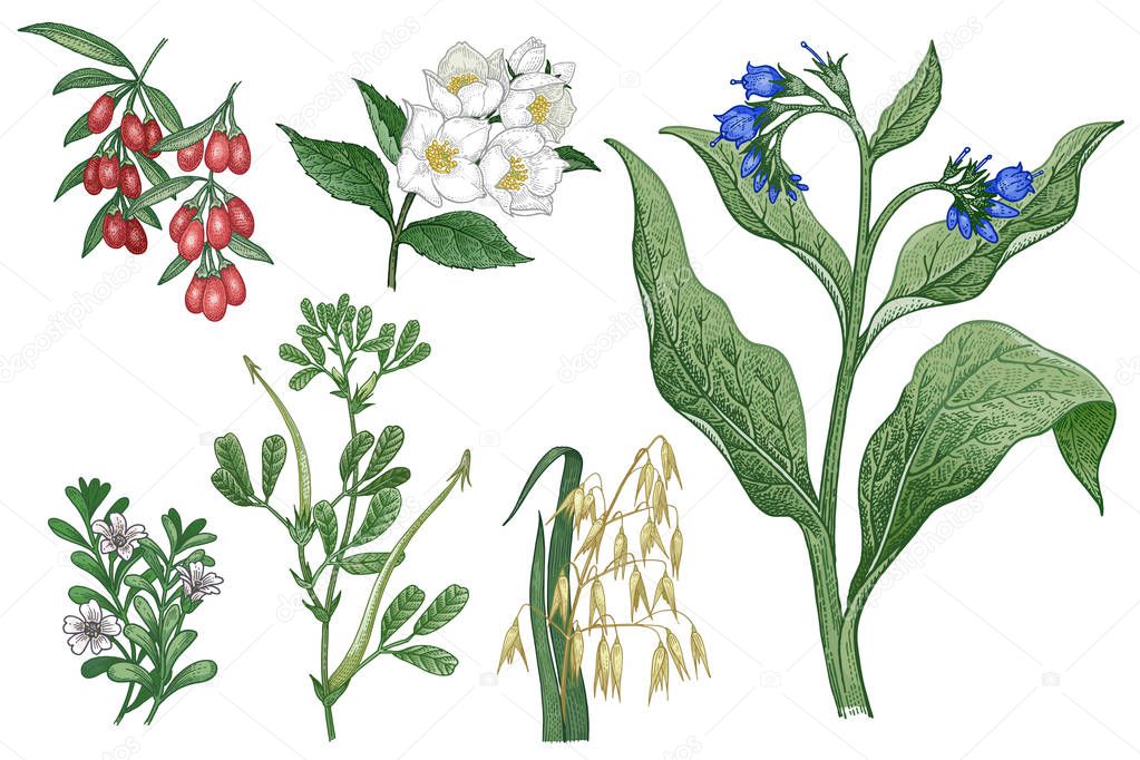 Set of imedical plants. Oats, Goji, Comfrey, Fenugreek, Brahmi, 