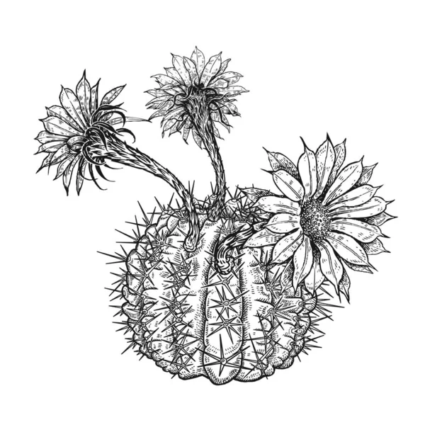 Dessin à la main de cactus en fleurs. Vecteur vintage — Image vectorielle