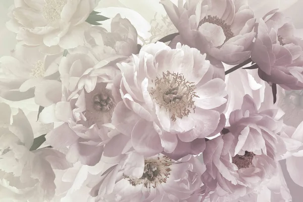 Vintage bukett av vackra trädgård blommor pioner. Pastel Colo — Stockfoto