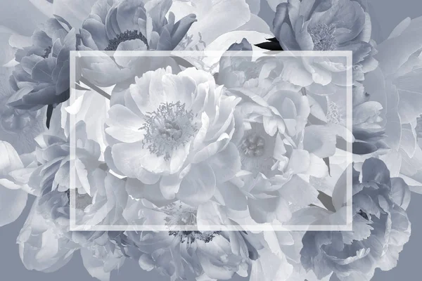 Flores do jardim peônias. Moldura floral vintage. Preto e branco — Fotografia de Stock