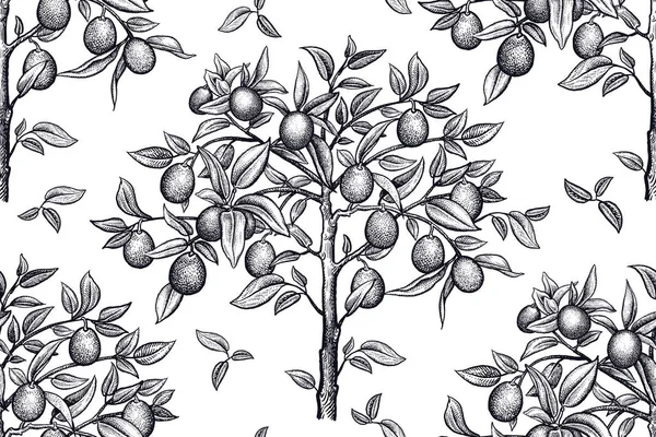 Seamless pattern with citrus trees. Black and white drawing. — Stock Vector