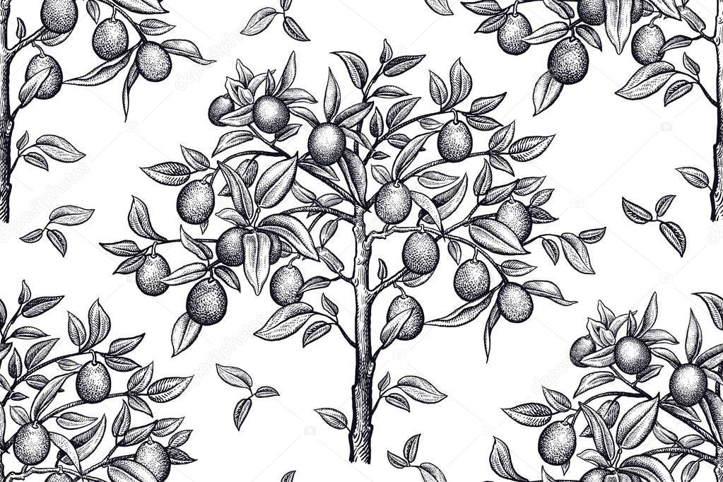 Seamless pattern with citrus trees. Black and white drawing.