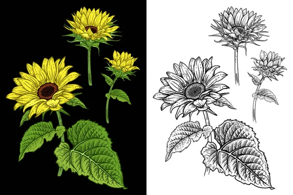 Fleurs d'automne isolées Tournesols. Coloré et noir et blanc . — Image vectorielle