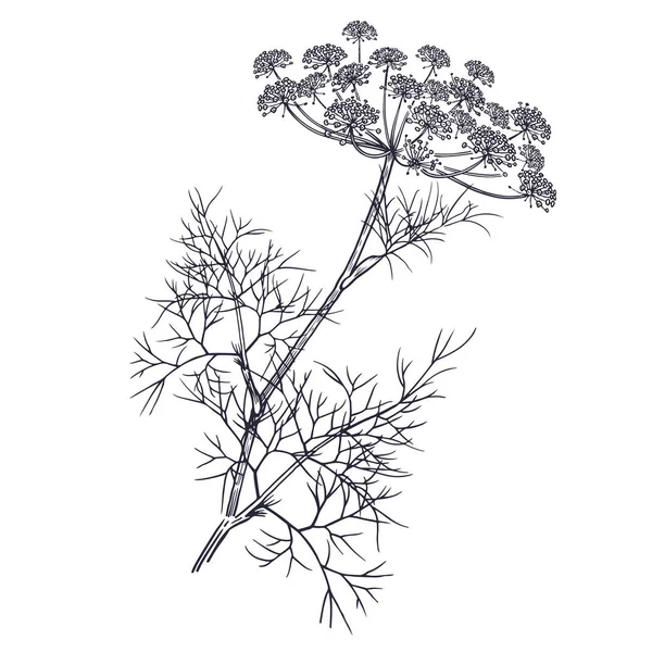 Ilustración de hierbas aromáticas de jardín. Eneldo . — Archivo Imágenes Vectoriales