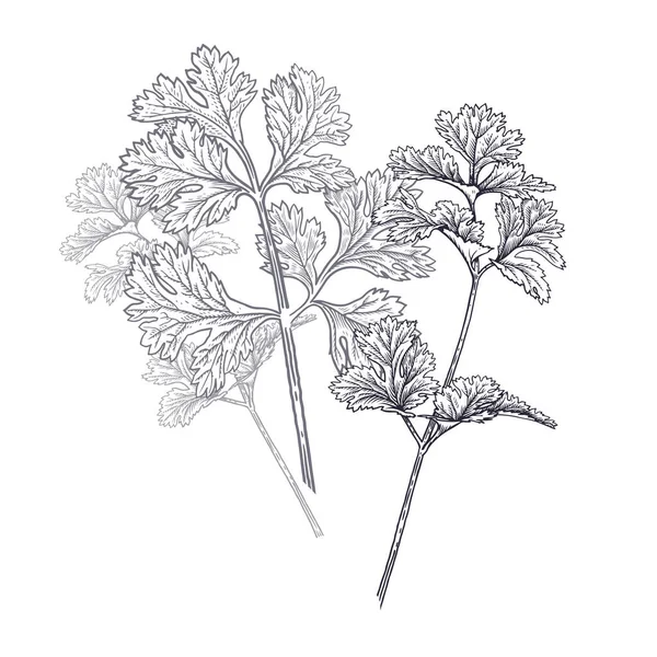 Koriander of cilantro. Illustratie van tuin geurige kruiden. — Stockvector