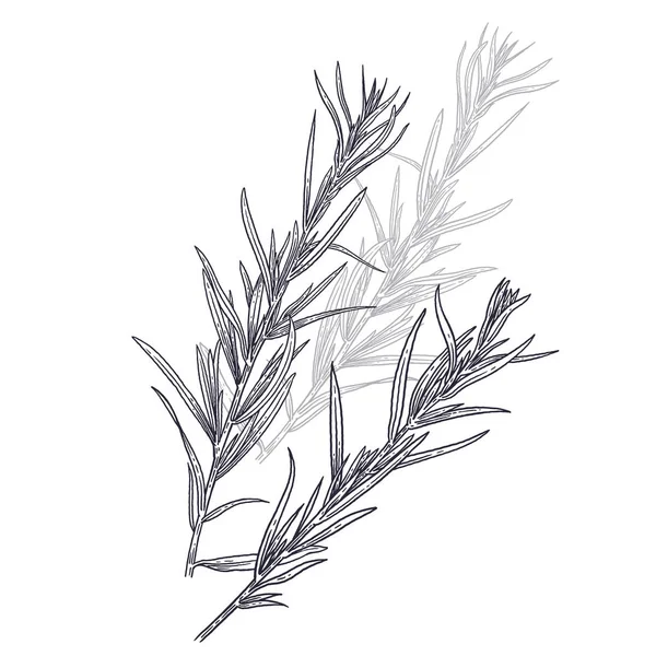 Estragon or tarragon. Illustration of garden fragrant herbs. — Stock Vector