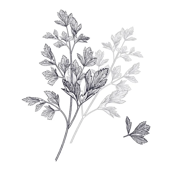 Ilustración de hierbas aromáticas de jardín. Perejil . — Archivo Imágenes Vectoriales