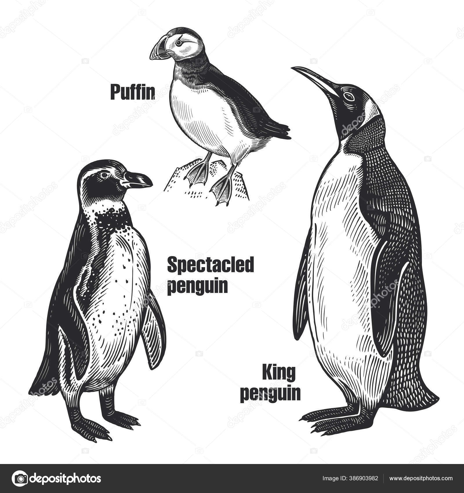鸟儿准备好了水鸟非洲眼镜企鹅北极王企鹅和Puffin 白色背景上的动物的黑色草图复古版画矢量图解孤立的图像野生动物图库矢量图©sasha-kasha  386903982, image size:1600x1700