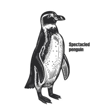 Afrika gözlüklü pengueni. Su kuşu kuşu. Beyaz arka planda siyah hayvan çizimi. Vintage oyma. Vektör çizimi. İzole görüntü. Vahşi hayat. Doğal neden. 