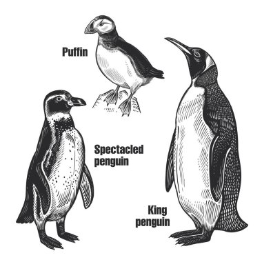Kuşlar hazır. Su kuşu kuşları. Afrika Gözlüklü Penguen, Kuzey Kutbu Kralı Penguen ve Martı. Beyaz arka planda siyah hayvan çizimi. Vintage oyma. Vektör çizimi. İzole edilmiş görüntüler. Vahşi yaşam