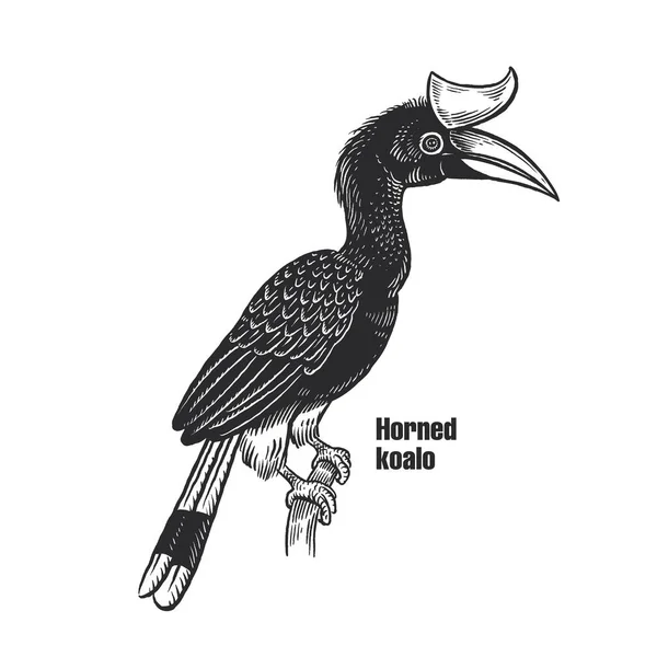 Koalo Con Cuernos Pájaro Tropical Exótico Esbozo Negro Animal Sobre — Archivo Imágenes Vectoriales