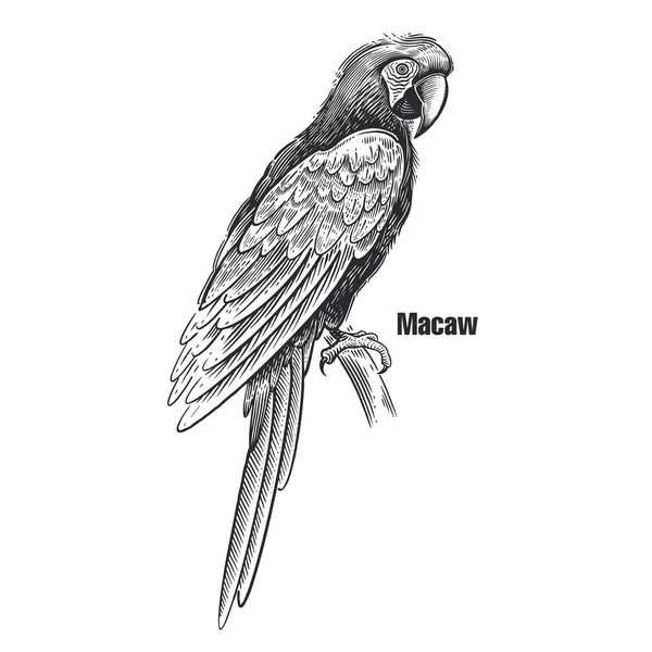 Macaw Pássaro Exótico Tropical Esboço Preto Animal Fundo Branco Gravura — Vetor de Stock