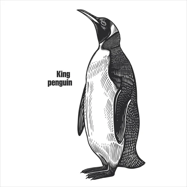 Pinguim Rei Aves Aquáticas Pássaro Exótico Esboço Preto Animal Fundo — Vetor de Stock