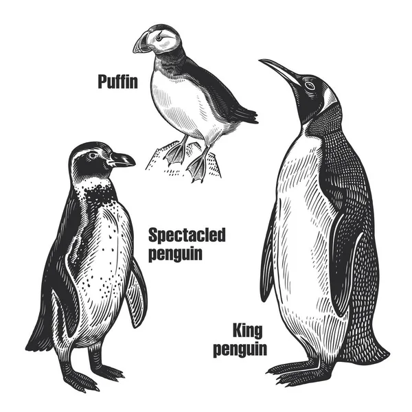 鸟儿准备好了水鸟 非洲眼镜企鹅 北极王企鹅和Puffin 白色背景上的动物的黑色草图 复古版画 矢量图解 孤立的图像 野生动物 — 图库矢量图片