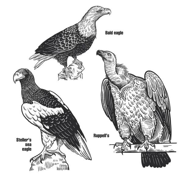 Aves Depredadoras Águila Calva Águila Marina Steller Ruppell — Archivo Imágenes Vectoriales