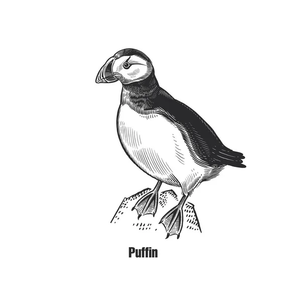 Puffin Pássaro Exótico Esboço Preto Animal Fundo Branco Gravura Vintage —  Vetores de Stock