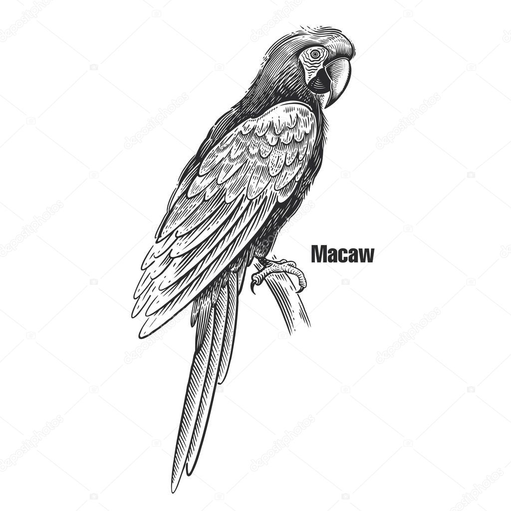 Macaw. Tropical exotic bird. Black sketch of animal on a white background. Vintage engraving. Vector illustration of parrot. Isolated image. Wild life. Natural motive.